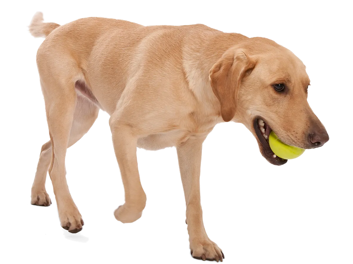 West Paw - Jive® Dog Toy Ball for Chew, and Fetch
